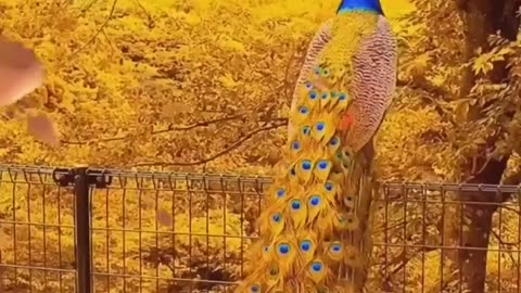 Beautiful Peacock 4K HD Photography