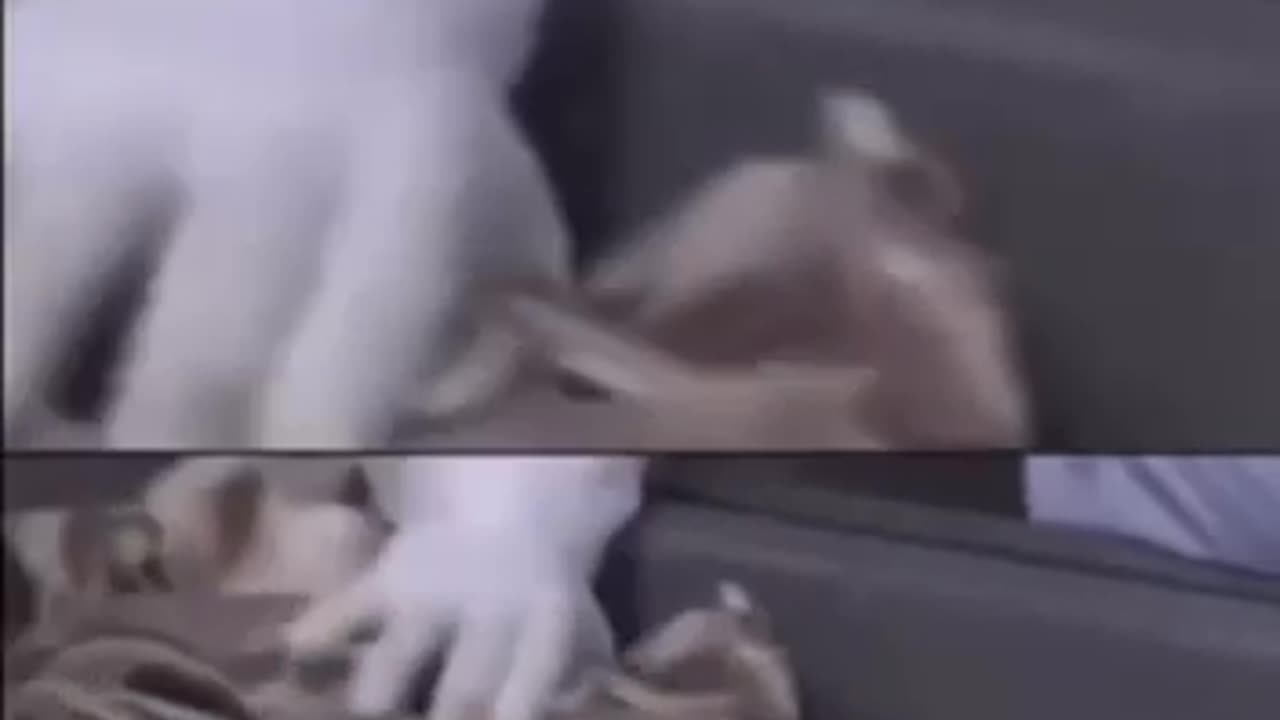 Do not eat ready made hamburgers!!