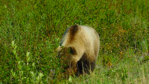 grazing grizzly