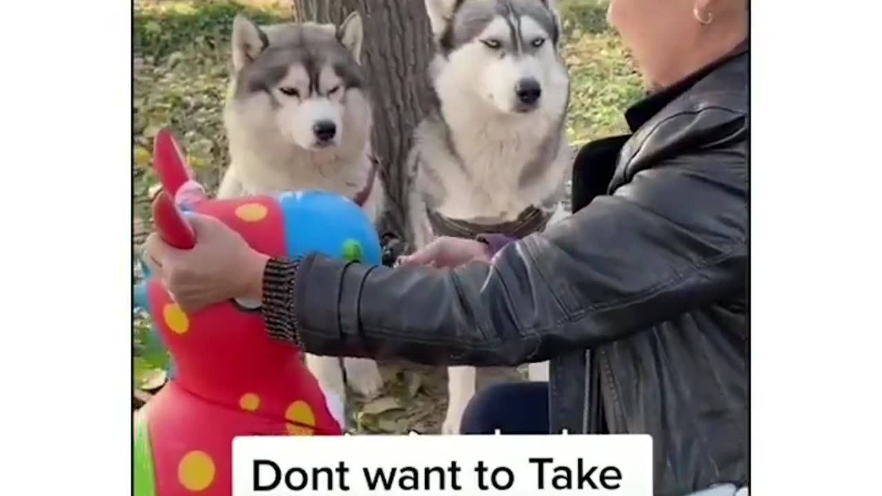 funny dog video