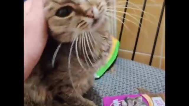 Funniest cat videos #92 - HILARIOUS!