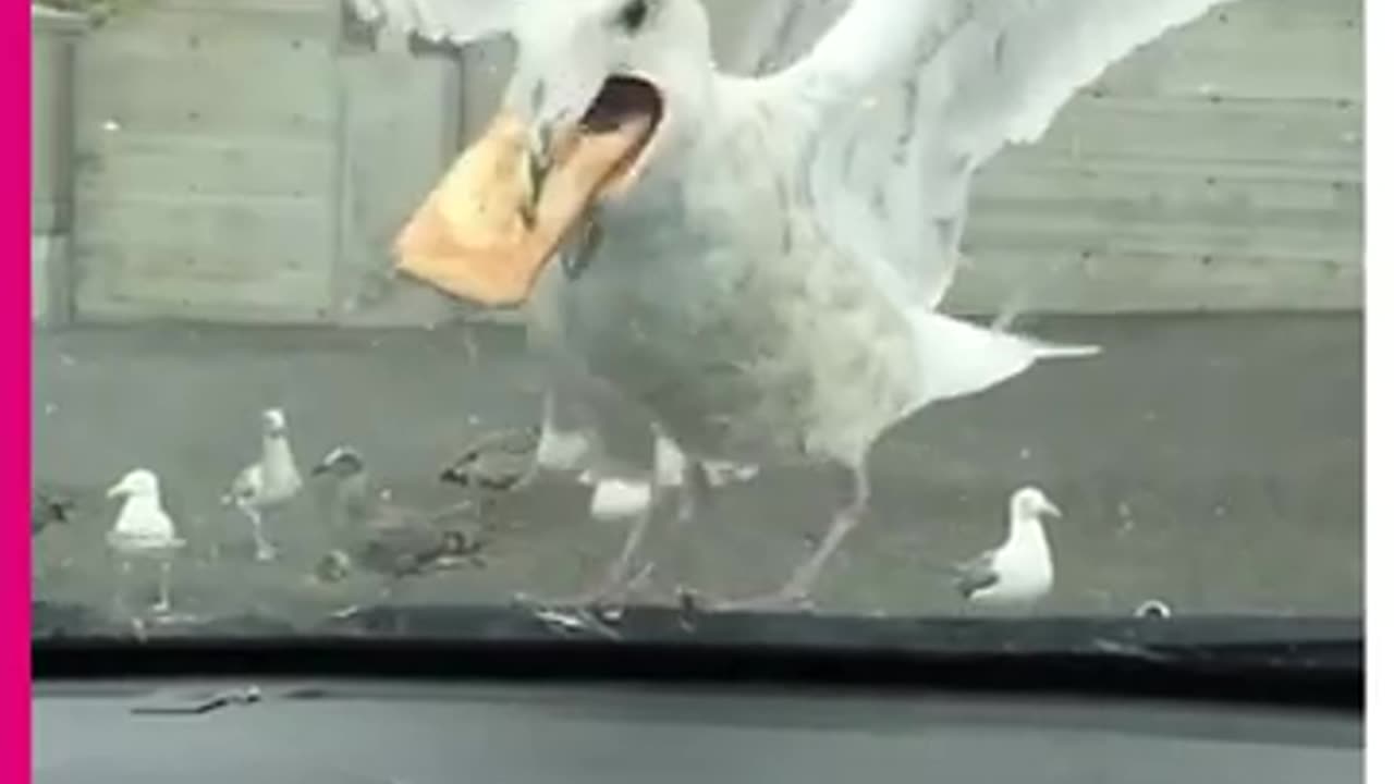 Seagull Takes an Entire Apple Pie in Mouth #shorts #viral #shortsvideo #video