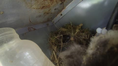 bird nest baby birds getting fed