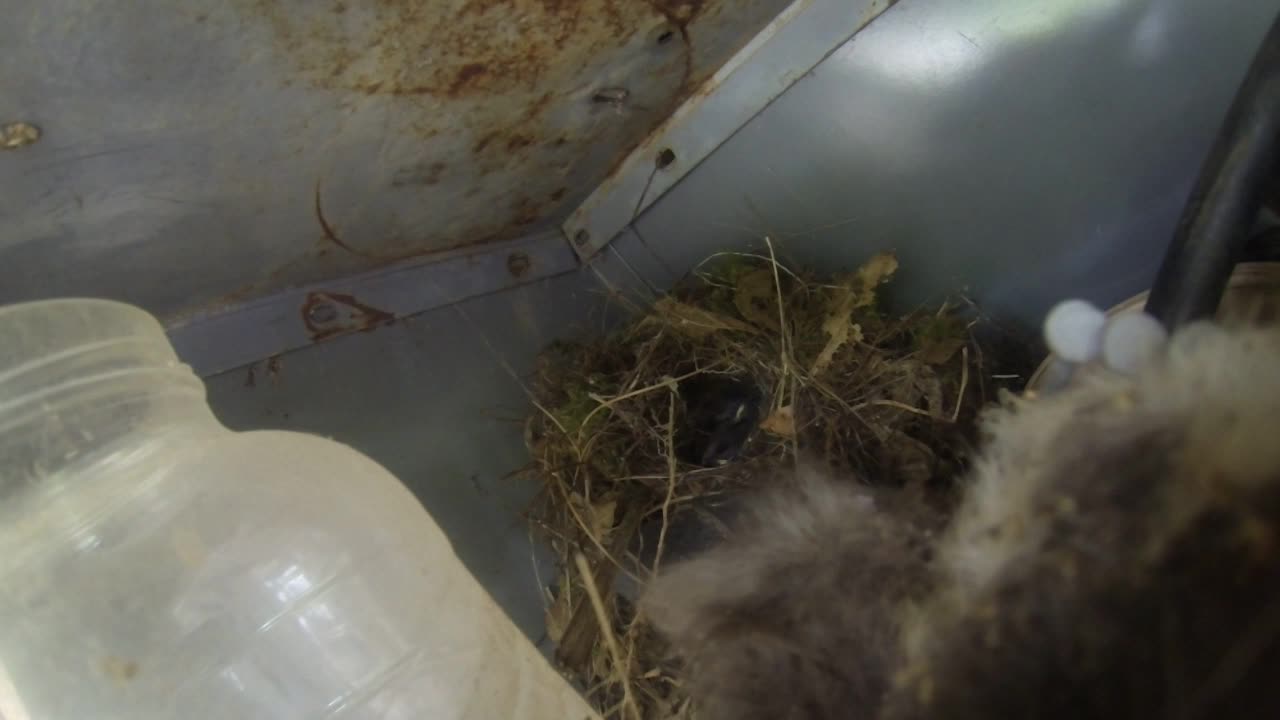 bird nest baby birds getting fed