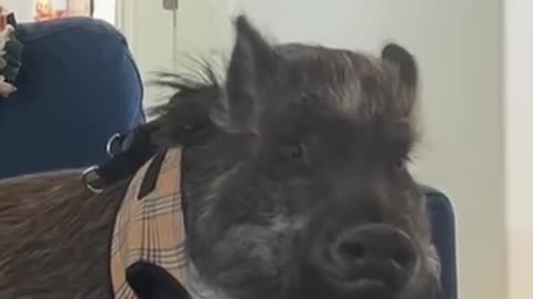 Seeing if my pig will match my energy