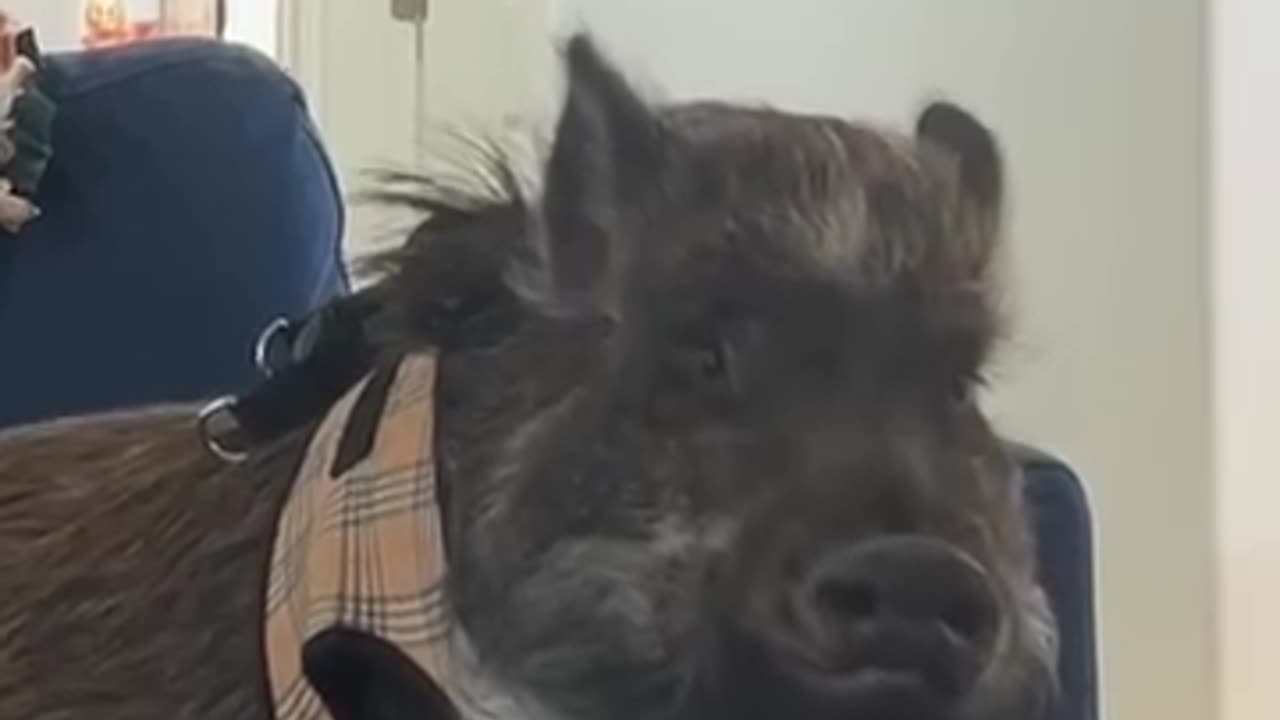 Seeing if my pig will match my energy