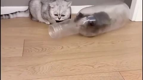 Funny Cat