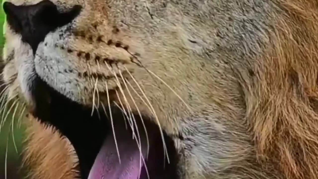 Lion vs all compare animals video