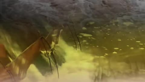 Boy In The Africa's Wild Life Nature Clips