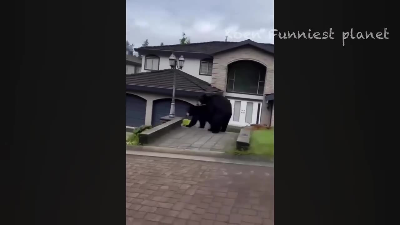 Funny Video Compilation 0002