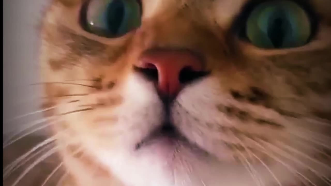 Cats funny video l funny cats l cats doing fun l animal funny scene l Animal canvas24