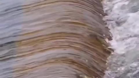 This is a beautiful and charming water-dwelling species