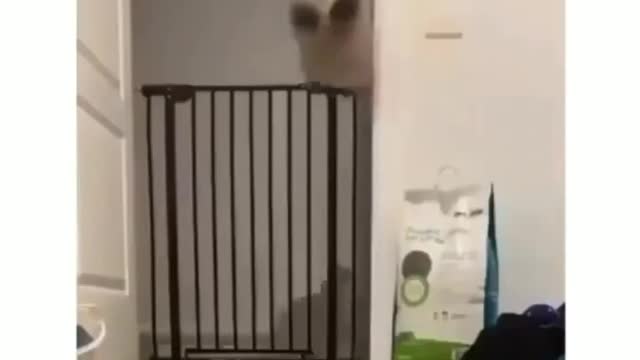 Cat jumps so high