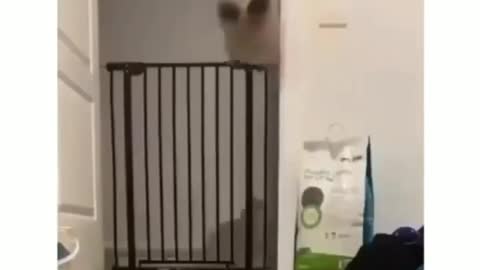 Cat jumps so high