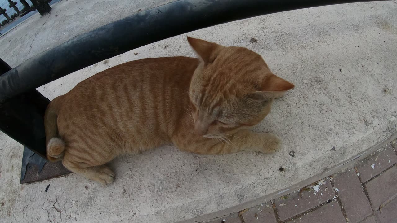 Homeless cats in UAE, Ras Al Khaimah: ED SHEERAN & MICHAEL JACKSON #cats #MichaelJackson #EdSheeran