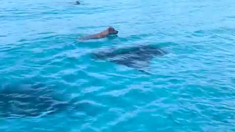 Watch this pup swim with manta rays 🐕👙🌊