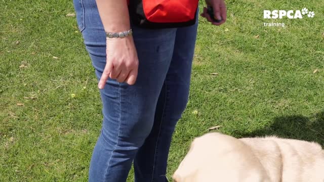 FREE DOG TRAINING SERIES – Lesson 2: How to teach your dog to touch or target