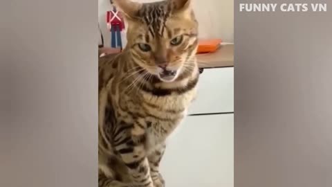 funny kitten video