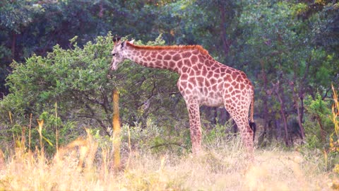 Baby Giraffe Fall| Learn about Giraffes| Susantha11