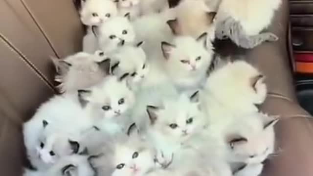 CUTE KITTENS INSIDE THR CAR SEAT