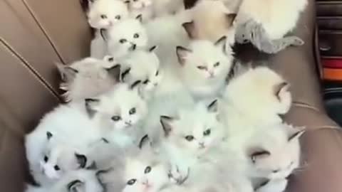 CUTE KITTENS INSIDE THR CAR SEAT