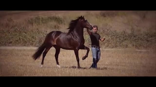 Mesmerising horse and his boss