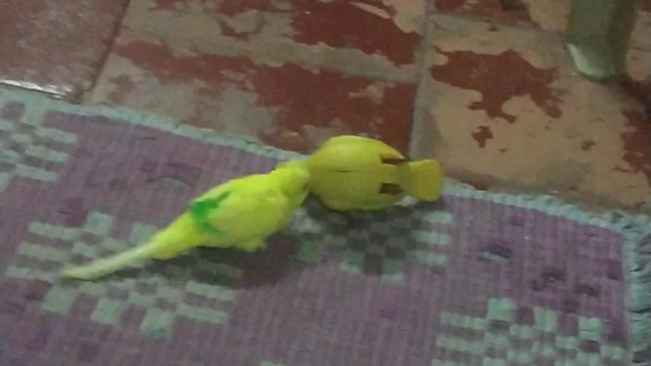 My cute little yellow pet