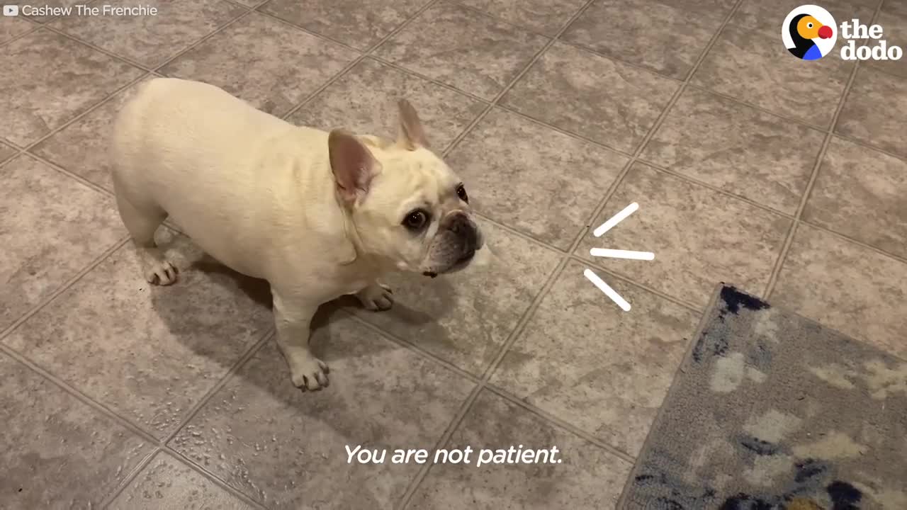 Stubborn Frenchie Hilariously Argues With Mom For 3 Hours Over Dinner The Dodo