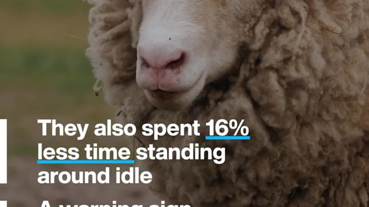 Solar panels on farms make sheep happier and healthier