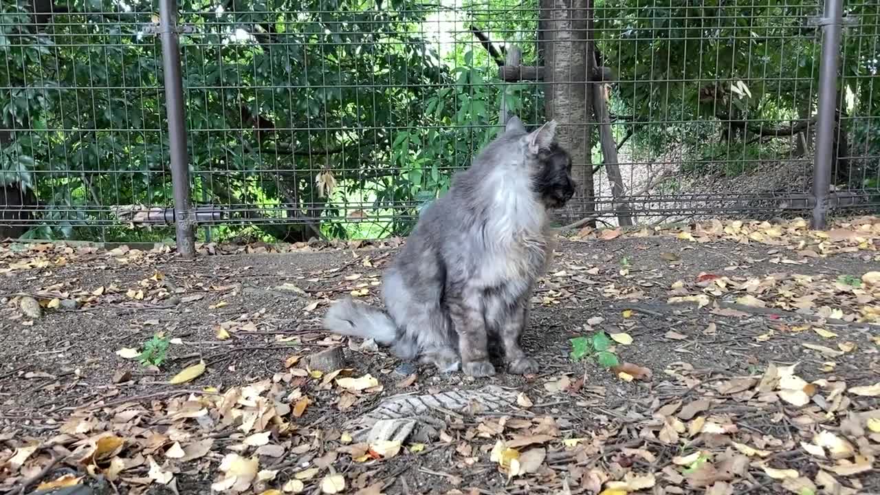 cat video S公園の猫の動画 20221013 008～エリー、今日は少し警戒モード。