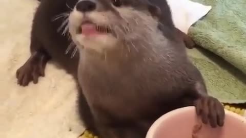 MRS OTTER EATING SNACKS