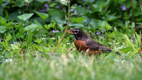 American Robin Eating a Worm