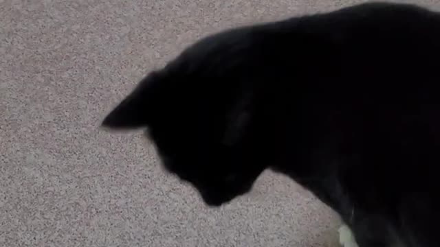 Eddie walking