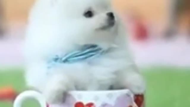 Cute Baby Dog Video Compilation #shorts #babydog