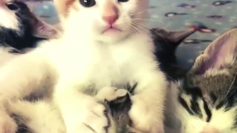 Cute Little Cat Video