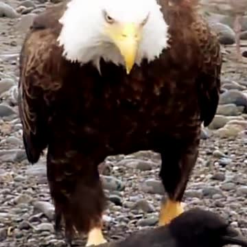Bald Eagle Want To Fly