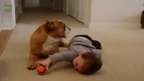 unny Bulldog and Baby Videos Compilation