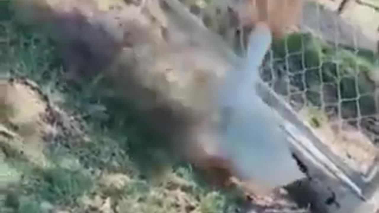 Funny cats and dogs and their funny actions