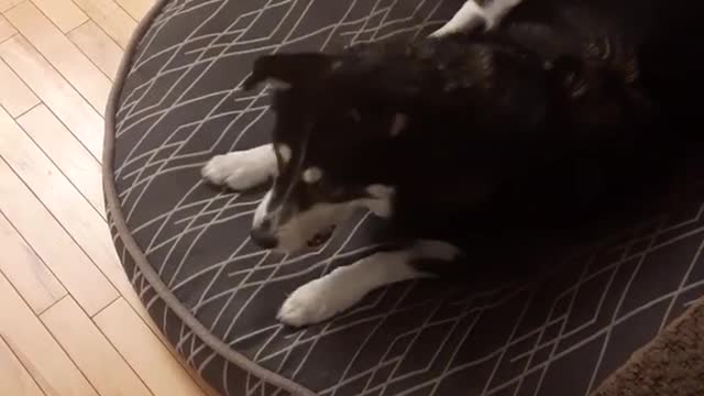 Brie playing with her ball