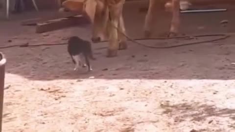 Strong cat