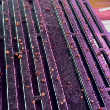 Growing Microgreens Question