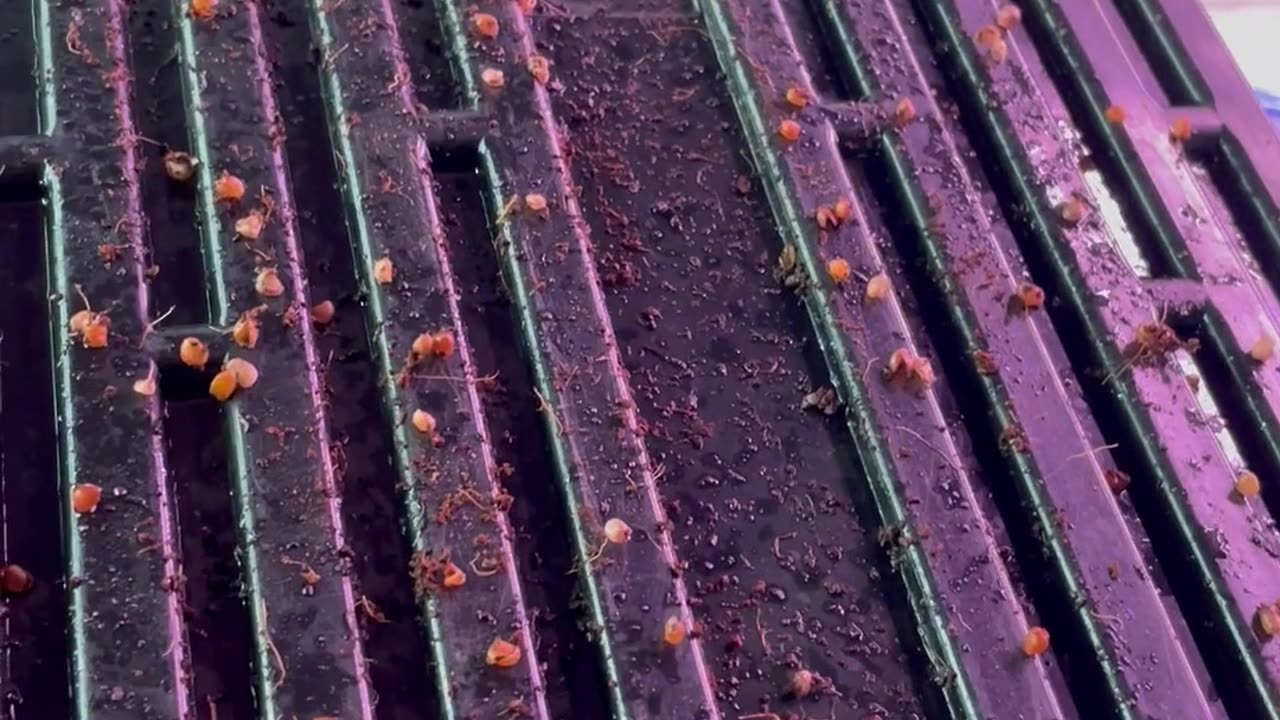 Growing Microgreens Question