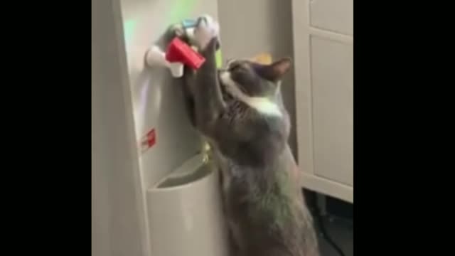 Cutest cat and Beat - New funny videos