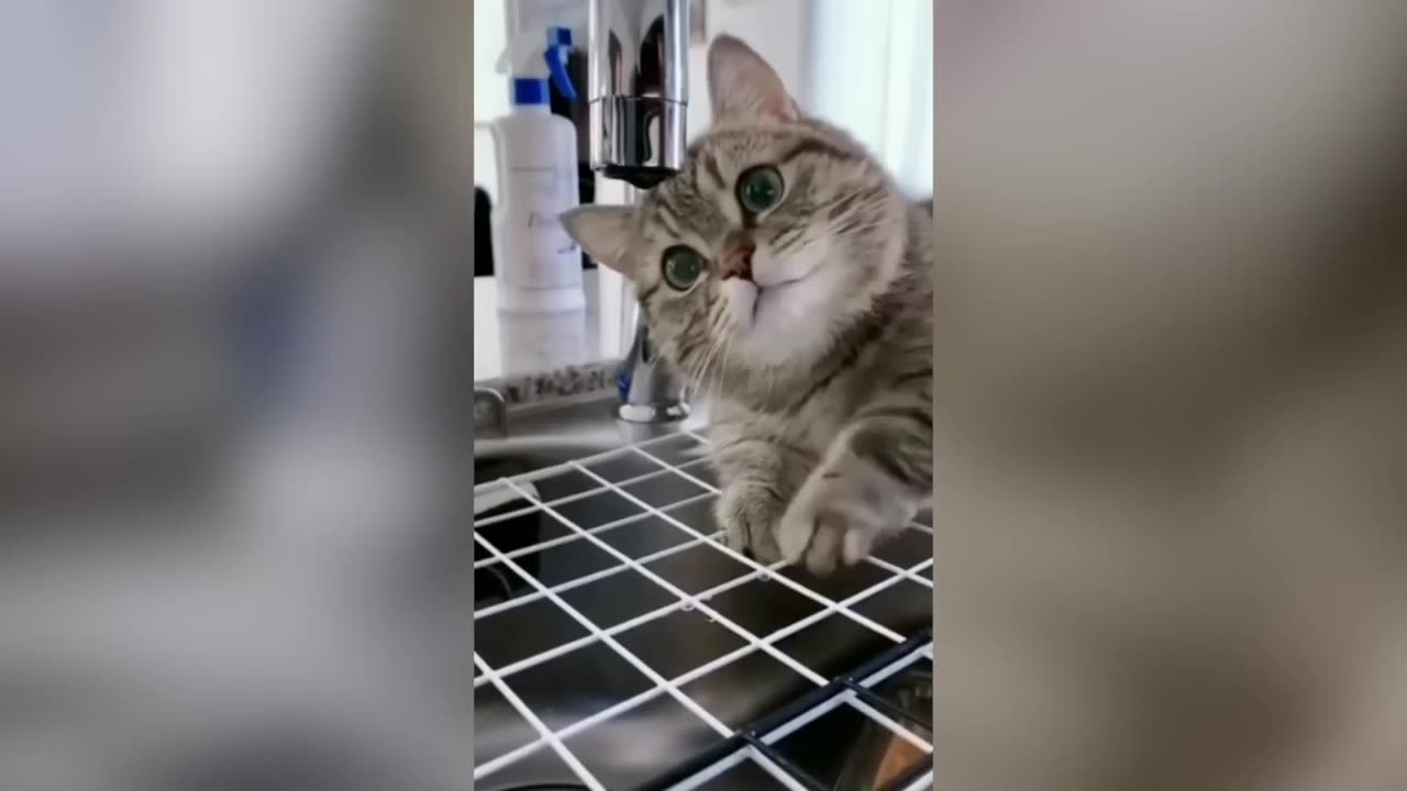 Funny Cats / Dogs - Funny Animal Videos | Try Not To Laugh Animals