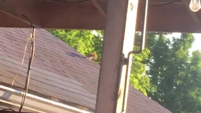 Crazy Canadian red squirrels 🐿🤙🤣🤣🤷♀️