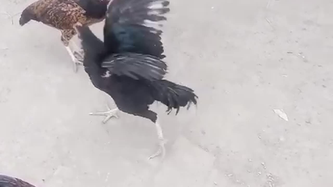 Hen eating