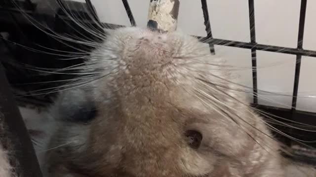 chinchilla drinking water