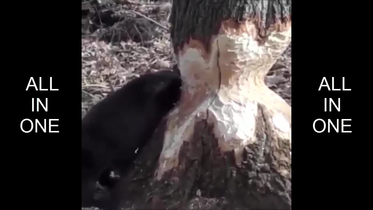 Beaver Eating Big Tree Real Video