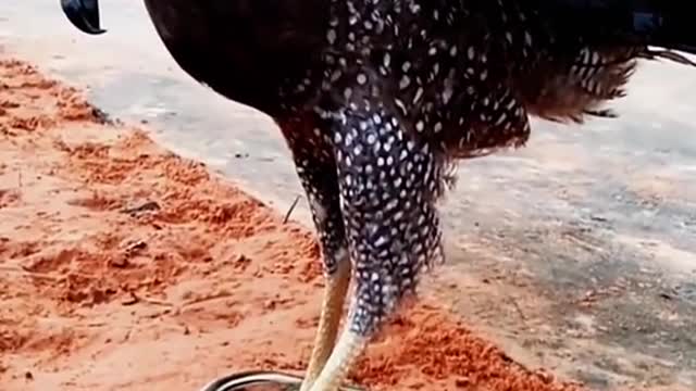 Eagle and snake there having fun together