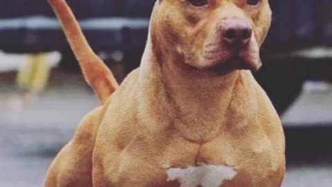 Pitbull dangerous dogs in world so most dangerous dogs